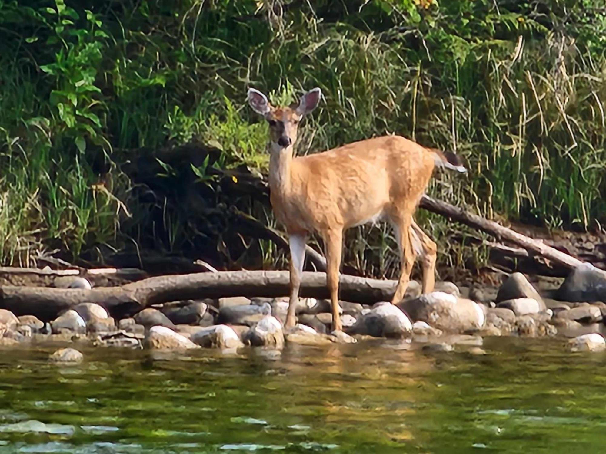 Campbell River Lodge Экстерьер фото